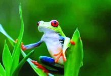 ব্যাঙ কীভাবে বৃক্ষে চড়ে