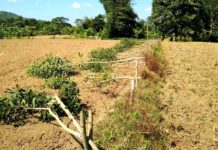 লামায় ভূমি বিরোধের জেরে দেড়শ’ গাছ কেটে ফেলার অভিযোগ