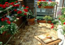 শীতে বাহারি ফুলের চাষ