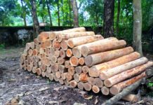 লামায় পাচারের সময়  মূল্যবান কাঠ জব্দ করেছে বন বিভাগ