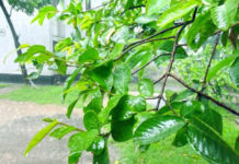 চুল পড়া রোধে পেয়ারা পাতা