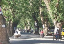 যশোর রোডের গাছ কাটার ওপর ৬ মাসের স্থিতাবস্থা