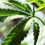 গাঁজা রপ্তানিতে শীর্ষে যেতে চায় অস্ট্রেলিয়া