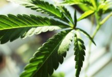 গাঁজা রপ্তানিতে শীর্ষে যেতে চায় অস্ট্রেলিয়া