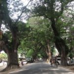 যশোর রোডের শতবর্ষী গাছগুলো কি বাঁচানো যাবে ?