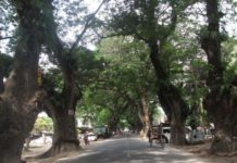 যশোর রোডের শতবর্ষী গাছগুলো কি বাঁচানো যাবে ?