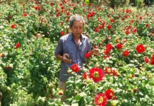 বান্দরবানের পাহাড়ে বানিজ্যিকভাবে ফুল চাষে সফলতা