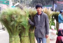 ঝাড়ু ফুলে বাড়তি আয়