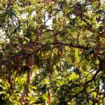 বান্দরবানের পাহাড়ে মিষ্টি তেঁতুলের চাষ