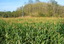 ভুট্টা চাষের সম্ভাবনা বাড়ছে লামায়