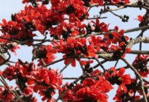 রাঙা বসন্ত!