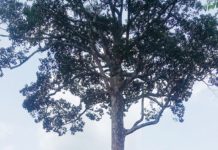 ২১৪ বছরের পুরনো গর্জণ গাছটির নাম “আকাশ”