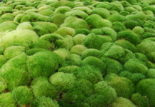 শ্যাওলা শুষে নেবে পানির আর্সেনিক!