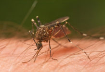 কাকে পছন্দ মশার?