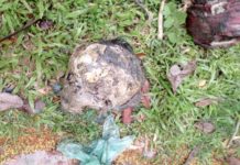 ঝিরির পানিতে ভেসে আসা কঙ্কালটির পরিচয় মিলেনি