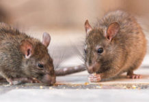 ইঁদুর গাঁজাখোর না হলে জেলে যাবে ৮ পুলিশ কর্মকর্তা!