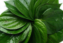 পান পাতার কিছু বিস্ময়কর উপকারিতা