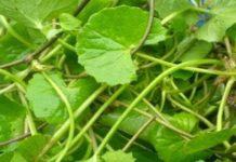 ১০টি রোগের উপশমকারী যে পাতা!