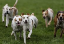 কুকুর হত্যা-বিক্রি নিষিদ্ধ দক্ষিণ কোরিয়ায়