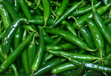 কাঁচা মরিচ ভালো রাখার সহজ ৩টি উপায়