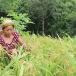 জুমচাষ সবুজ পাহাড়ের ভাঁজে ভাঁজে সোনালি ঢেউ