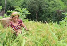 জুমচাষ সবুজ পাহাড়ের ভাঁজে ভাঁজে সোনালি ঢেউ