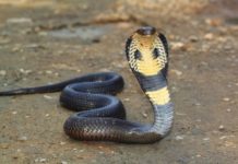 দিনের পর দিন বিষধর সাপের ছোবলেও বেঁচে আছেন তারা!