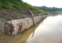 রাতের আধাঁরে পাচারকালে মাতৃবৃক্ষ জব্দ