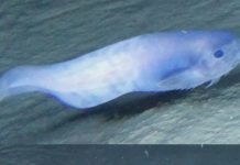 অদ্ভুত মাছের সন্ধান