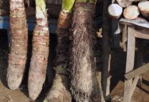 মানকচুর গুণের মান