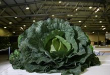 বাঁধাকপির ওজন ৩০ কেজি!