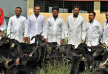 ব্ল্যাক বেঙ্গল ছাগলের পূর্ণাঙ্গ জীবনরহস্য উন্মোচন