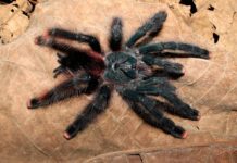 বিশ্বের সবচেয়ে বিষাক্ত মাকড়সা কোনটি?