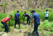 লামায় ২০ শতক জমির গাঁজা ক্ষেত ধ্বংস করল পুলিশ, আটক ১