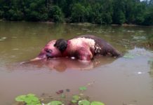 বান্দরবানে প্রান্তিক লেকের পানিতে ভাসছে বন্য হাতির মৃতদেহ