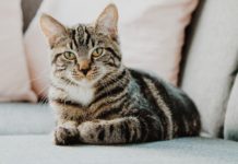 বিড়ালের এই তথ্যগুলো জানেন?