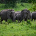 বান্দরবানের নাইক্ষ্যংছড়িতে বন্য হাতির আক্রমণে কৃষকের মৃত্যু