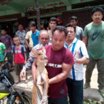 খাগড়াছড়িতে বন্য হরিণ উদ্ধার করে বন বিভাগে হস্তান্তর