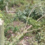 লামায় দুই দফায় ৪১৭ রাবার গাছ কেটে ফেলেছে সন্ত্রাসীরা
