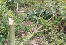 লামায় দুই দফায় ৪১৭ রাবার গাছ কেটে ফেলেছে সন্ত্রাসীরা