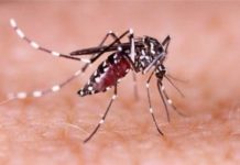 ‘ডেঙ্গু রোগীর ভিড়ে সরকারি, বেসরকারি হাসপাতাল ক্লিনিক – কোথাও জায়গা নেই’