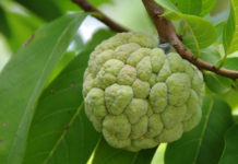 আতা ফলের ১২ টি গুণাগুণ যা আপনাকে সুস্থ থাকতে সাহায্য করবে