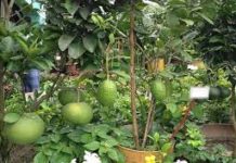 বান্দরবানে বৃক্ষমেলা