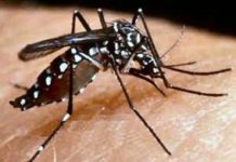 এডিস মশা ধ্বংস নিয়ে জনগণকে বিভ্রান্ত না হওয়ার অনুরোধ সরকারের