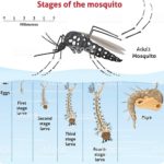 ‘এডিস মশা পানিতে ডিম পাড়ে না’- কথাটি বিভ্রান্তিকর: বললেন বাংলাদেশের বিজ্ঞানী