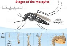 ‘এডিস মশা পানিতে ডিম পাড়ে না’- কথাটি বিভ্রান্তিকর: বললেন বাংলাদেশের বিজ্ঞানী