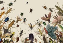 ঘরকে পোকামাকড়মুক্ত রাখতে চান? তাহলে প্রয়োগ করে দেখুন এই পদ্ধতিগুলো