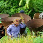 বান্দরবানে জুমের ফসল তোলার ধুম