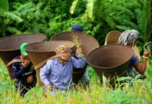 বান্দরবানে জুমের ফসল তোলার ধুম