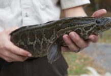 যে মাছটি দেখামাত্রই মেরে ফেলার পরামর্শ